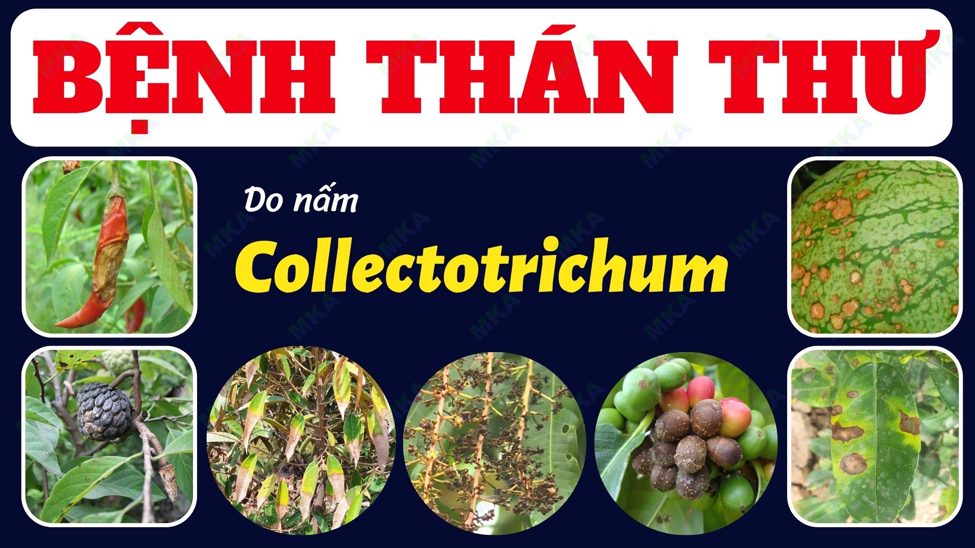 Bệnh thán thư trên cây trồng